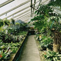 A greenhouse filled with lush green plants and flowers by Christopher Stites