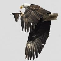 bald eagle chases down and catches a starling 