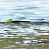 Frog riding a snake, Queensland floods, Australia