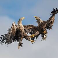 UK - Giant Eagles, Isle of Mull