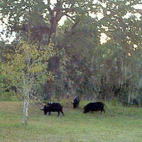 Three little pigs (at sunset tonight)