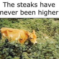 High steaks