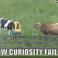 Cow curiosity FAIL