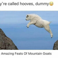 Featses