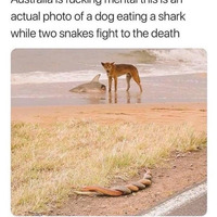 Picture by a wallaby kicking a dinosaur