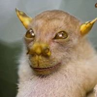 Papua New Guinea - New Species of Bat Found