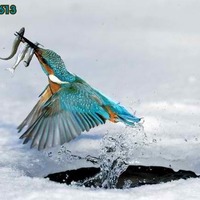 Kingfisher... the fishing king