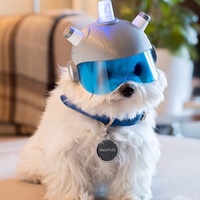 where are my testicles summer?