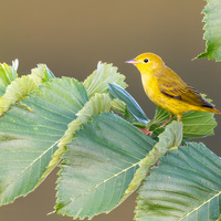 Yellow Warbler by Dave Hemmings