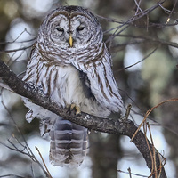 Ready for a nap by Harry Morris