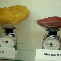 Fat vs muscle