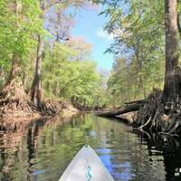Green Swamp Florida 3