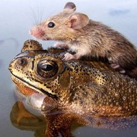 Mouse and toad