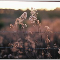Dry grass and a barbed wire fence at sunset by Hansel Ong