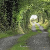 tree tunnel