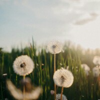 Dandelions in a field with soft sunlight by Natalia Grela