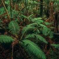 Fern Forest by Juergen M Zeidler