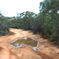 picture for australia day.. australia puddle
