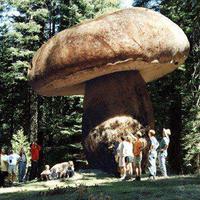 giant mushroom in Oregon that is over 2,400 years old