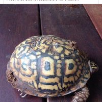 God, busy tagging turtles 
