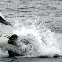 killer whale kills dolphin