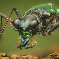 Thopeutica Sp. by Mark Kineth Casindac
