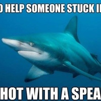 shark first world problem