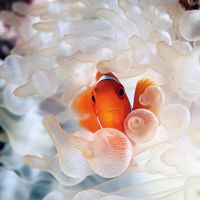 Nemo hanging out with the anemone