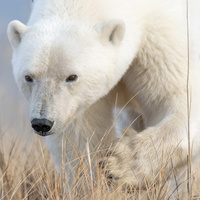 Watch Out - Mammas Coming by Deon W