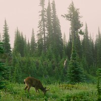 A deer grazing in a misty meadow surrounded by tall evergreen trees by Emma Swoboda