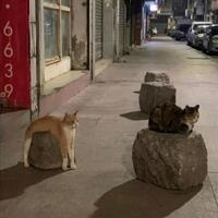 Cat rock