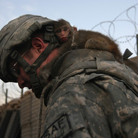 A monkey rides on the back of a U.S. Army soldier