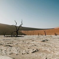 Dry desert landscape with dead trees and sand dunes by NIR HIMI