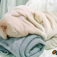 Part dog Part towel...