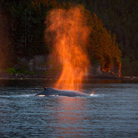 Humpback Whale Blow, Southeast Alaska