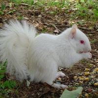 albino squirell