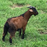 goats goats goats
