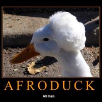 AFRO DUCK
