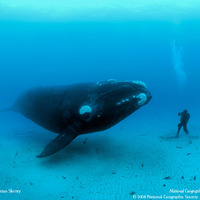 Man meets whale, whale dwarfs man
