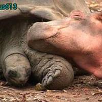 hippo and tortoise e-mail