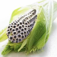 eyes of corn
